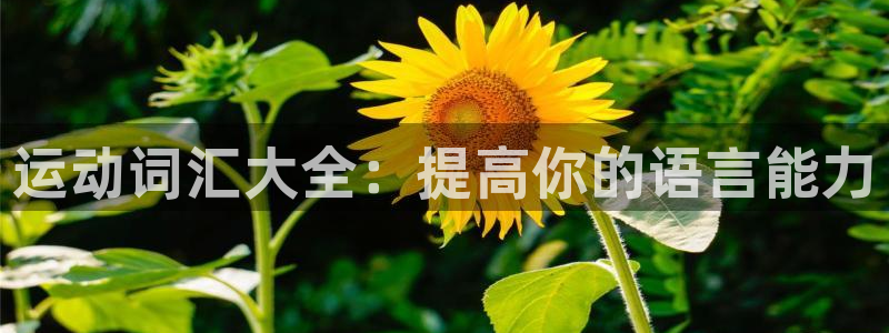 一竞技平台怎么样：运动词汇大全：提高